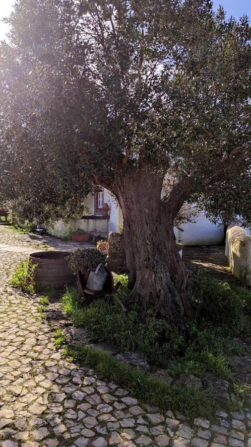 Montelavar Ancos Little House -Sintra Countryside- 빌라 외부 사진